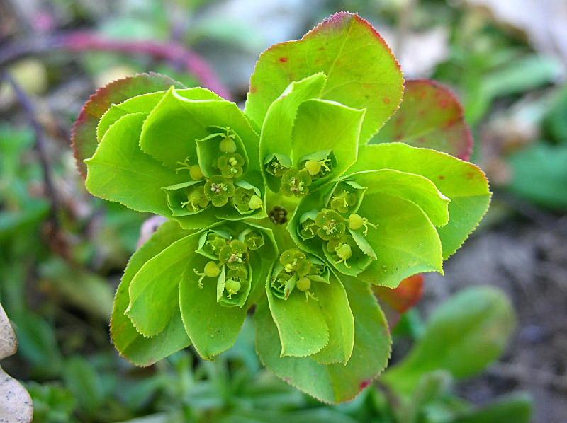 Euphorbia helioscopia / Euforbia calenzuola